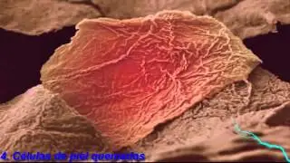 18 Fotos Microscópicas De Nuestro Cuerpo