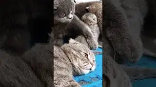 МУДРЫЙ ПАПА КОТ! НО НЕМНОГО В ШОКЕ! 