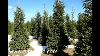 Десятки тысяч елей