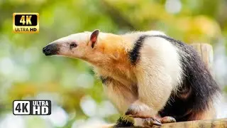 Wildlife Beautiful Animal Clips Collection 4K Ultra HD | HK ALERTS