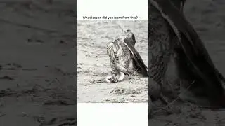 size doesn't matter for love and survival.. #eagles #animals #shorts