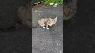 Сара