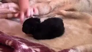 Маленькая собачка