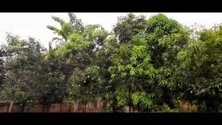 Beautiful nature short video status video,,,,, raining