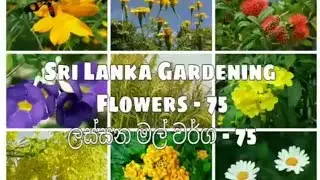 Sri Lanka දකින්න නැති දුර්ලභ ලස්සන  Flowers