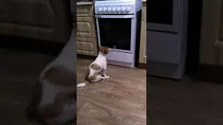 Джек Рассел Ричи(разговор с плитой или самим собой) 😂