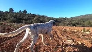 Ebros de Sonella
