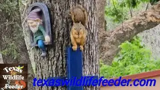Cat and Feeder