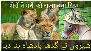 GADHA AUR SHER | Sami Teach |