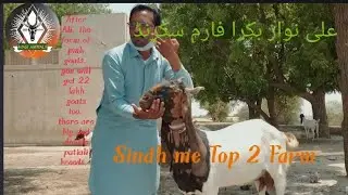 World Top 10 Bakra form|interview |Documentary Pink Goats  9, 2021