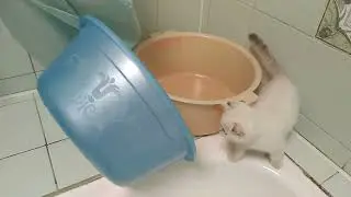 Гоп-стоп. Таз-шоу)|#shorts