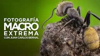 EXTREME Macro Photography! 💥 | Sony Lens - Learn How to Do It | Spanish