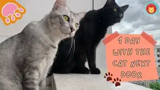 1 day with the cat next room