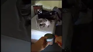 Viral Cat Video: Tuna Time!