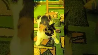 кошка поймала первую мышь, хвалю.