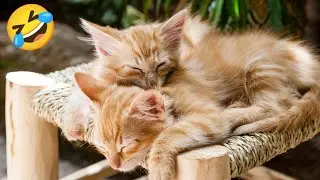 funny cats and dogs videos😜| funniest animals 2023 | funny animals compilation🤣