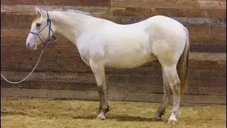 SOLD Wyatt- Nolan Horses
