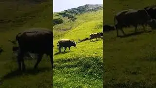 Коровы пасутся в Къаябахъ