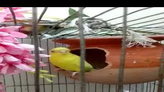How to Build  Bird Cage