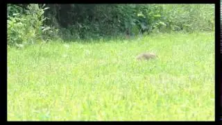 Sam Yang Takes Woodchuck#5