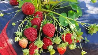 Клубника ФЛОРИДА БЬЮТИ - красота и вкуснота!
