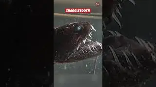 Scary Sea Creatures That'll Haunt Your Dreams - Part 4 #shorts