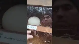 Zoparkga sayr