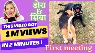 जब डोरा मिली सिंबा से पहली बार 😉😂