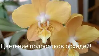 Цветение орхидей P. Dream Diamond, P. Maple Vally, P. Zheng Min Anacinda CL-01.