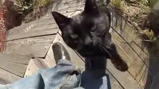 The Black Cat Came to the House