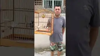 Tiziu intocável Primeiro  1lugar com 355 cantos no torneio de Suruí do mano jance