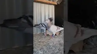 That Mealy Hen 😍