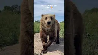 Мишка заказал кольца себе для септика 😁 