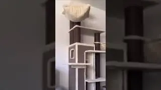 Кажется для этого кота уже лучше места нет 😃🤪😜 #shorts #tiktok #reels