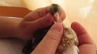 Кормим птенца голубя