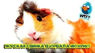 МОРСКАЯ СВИНКА ВЗОРВАЛА ИНТЕРНЕТ!