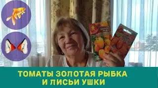 ТОМАТЫ ЗОЛОТАЯ РЫБКА И ЛИСЬИ УШКИ