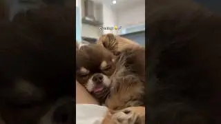 Sleepy Dog's Snore Will Make Your Day 🥹💤 // Please confirm if it indeed made you smile 🤭