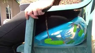 Bouncing Beach Ball