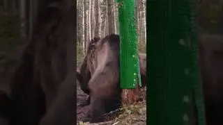 Зачем он ТАК сделал?🫢