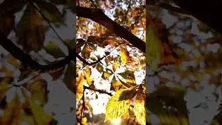 Golden Autumn with Senorita Font Cyrillic #шрифт #short #shortvideo #Shorts #cozy #autumn #font
