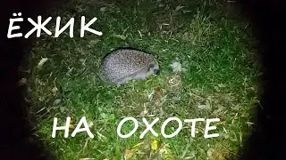 ЕЖИК НА ОХОТЕ