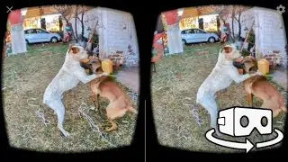 Perros en realidad virtual | VR Experience #1