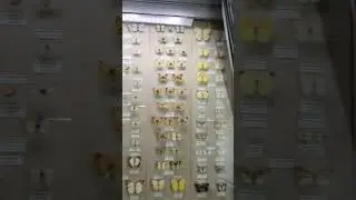 Зоологический музей в Санкт Петербурге 