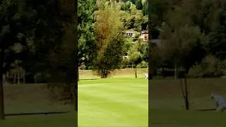 Up and down for par ⛳️#simplegolftips #golfshorts #golf