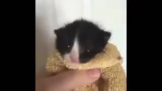 Man and cat having a rap battle (Бебей version)