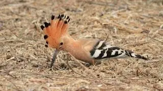 Cute hoopoe chick  גוזל חמוד של דוכיפת हुपु ヤツガシラ هوپوی اوراسیا