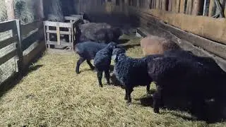 ,#ягнятагисар#эдильбай#