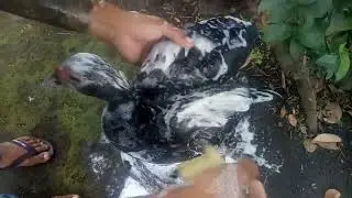 Mentok hias mandi Pake shampo mahal