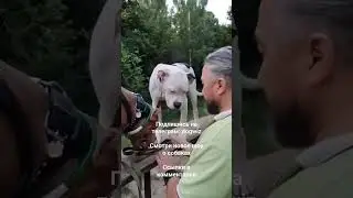 КАК НАУЧИТЬ СОБАКУ ВЫДЕРЖКЕ